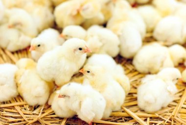 Indoors chicken farm, chicken feeding, large egg production clipart