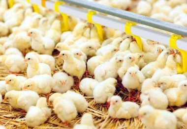 Kapalı tavuk çiftliği, tavuk besleme, büyük yumurta üretimi