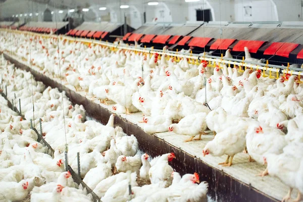 Granja de pollos en interiores, alimentación de pollos, producción de huevos grandes — Foto de Stock