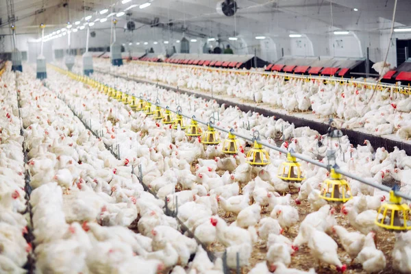 Kapalı tavuk çiftliği, tavuk besleme, büyük yumurta üretimi — Stok fotoğraf