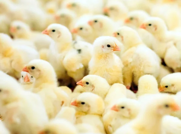 Granja de pollos en interiores, alimentación de pollos, producción de huevos grandes — Foto de Stock