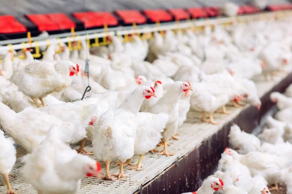 Indoors chicken farm, chicken feeding, large egg production — Stock Photo, Image