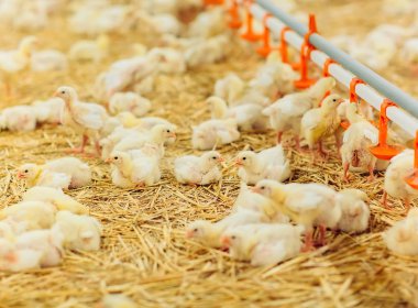 Kapalı tavuk çiftliği, tavuk besleme, büyük yumurta üretimi