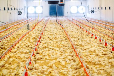 Indoors chicken farm, chicken feeding, large egg production clipart