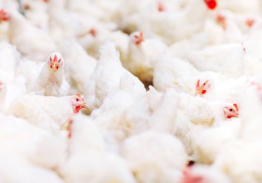 Kapalı tavuk çiftliği, tavuk besleme, büyük yumurta üretimi