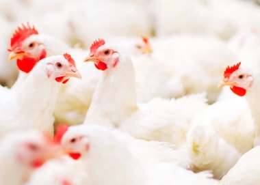 Kapalı tavuk çiftliği, tavuk besleme, büyük yumurta üretimi