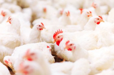 Kapalı tavuk çiftliği, tavuk besleme, büyük yumurta üretimi
