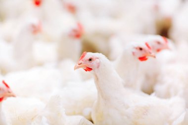 Kapalı tavuk çiftliği, tavuk besleme, büyük yumurta üretimi
