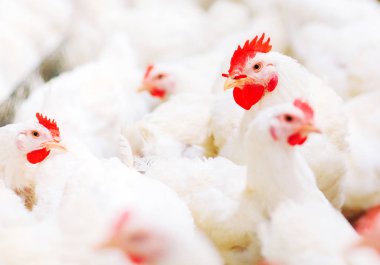 Kapalı tavuk çiftliği, tavuk besleme, büyük yumurta üretimi