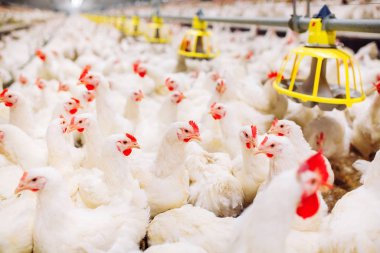 Kapalı tavuk çiftliği, tavuk besleme, büyük yumurta üretimi