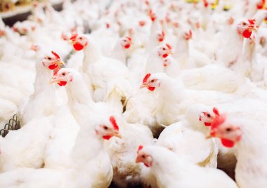 Kapalı tavuk çiftliği, tavuk besleme, büyük yumurta üretimi