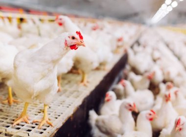 Kapalı tavuk çiftliği, tavuk besleme, büyük yumurta üretimi