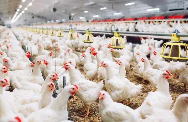 Kapalı tavuk çiftliği, tavuk besleme, büyük yumurta üretimi — Stok fotoğraf