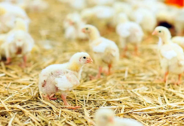 Granja de pollos en interiores, alimentación de pollos, producción de huevos grandes — Foto de Stock