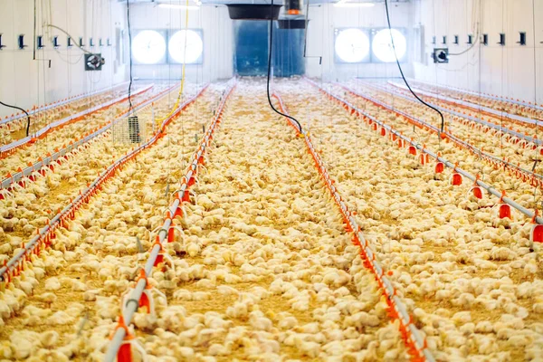 Indoors chicken farm, chicken feeding, large egg production — Stock Photo, Image