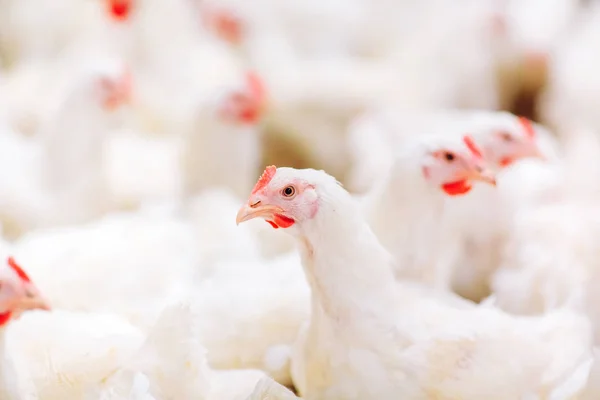 Indoors chicken farm, chicken feeding, large egg production — Stock Photo, Image