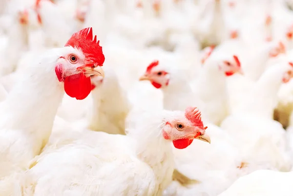 실내 닭 농장, 닭 먹이, 큰 계란 생산 — 스톡 사진