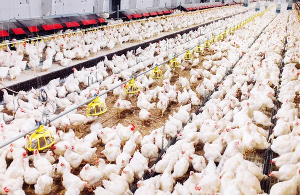 Indoors chicken farm, chicken feeding, large egg production — Stock Photo, Image