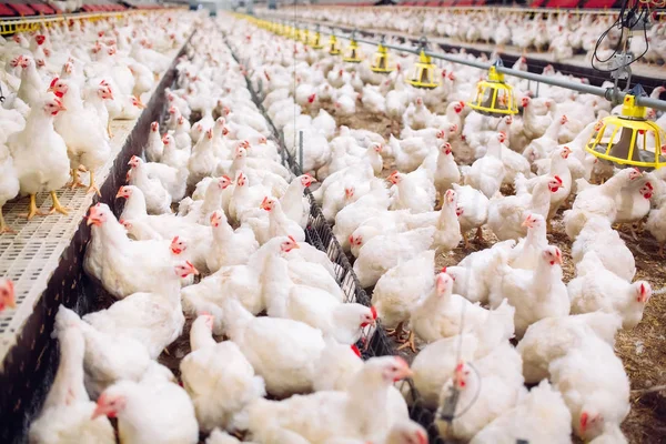 Fazenda de frango interior, alimentação de frango, produção de ovos grandes — Fotografia de Stock
