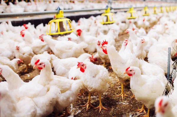 Granja de pollos en interiores, alimentación de pollos, producción de huevos grandes — Foto de Stock