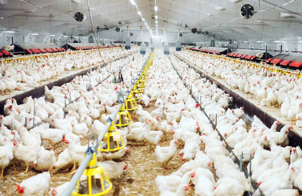 Крытая птицефабрика, кормление цыплят, крупное производство яиц
