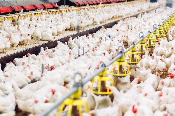 Granja de pollos en interiores, alimentación de pollos, producción de huevos grandes —  Fotos de Stock