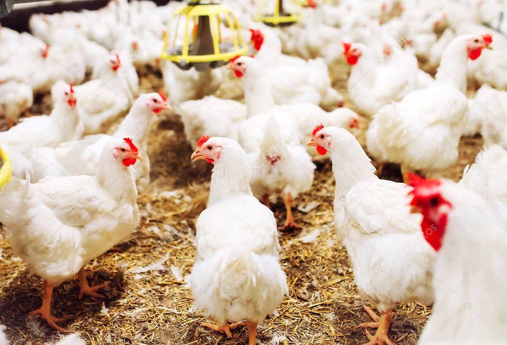 Indoors chicken farm, chicken feeding, large egg production