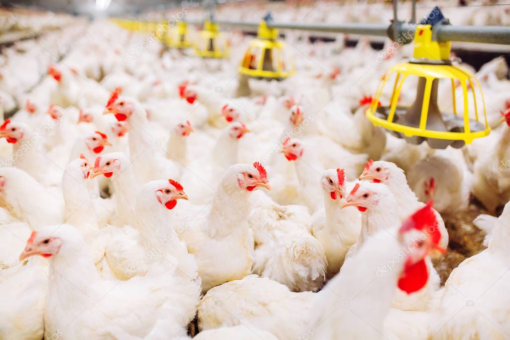 Indoors chicken farm, chicken feeding, large egg production