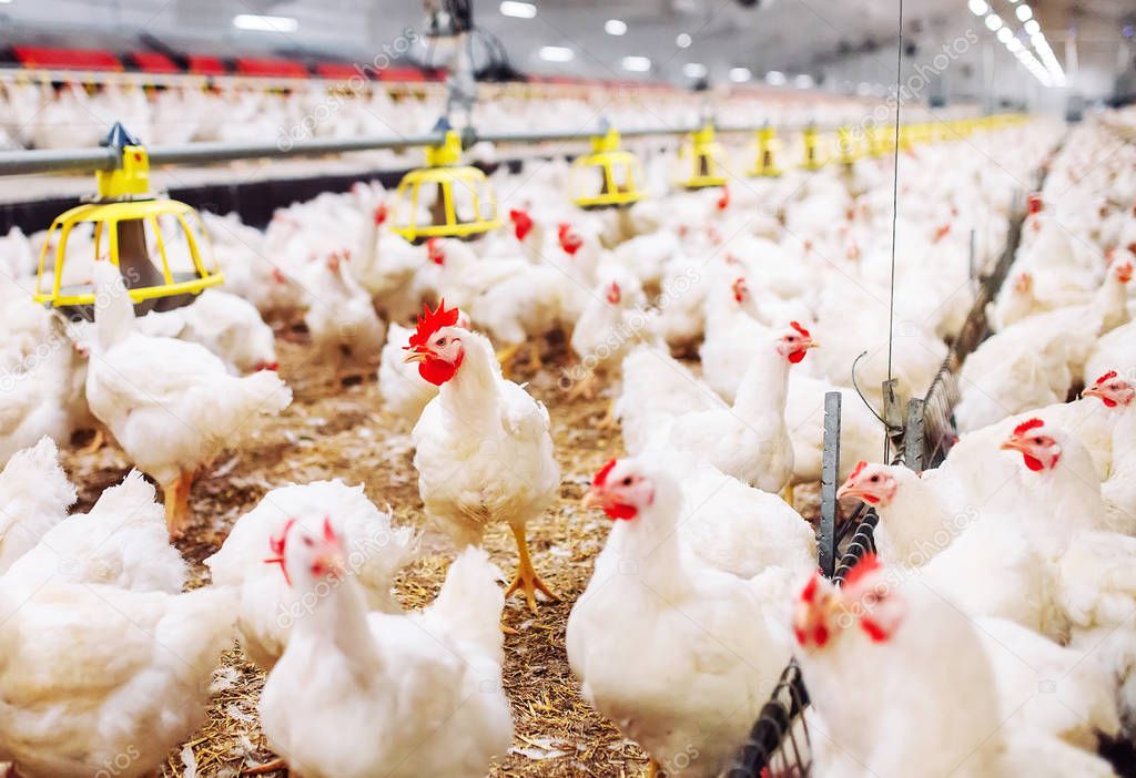 Indoors chicken farm, chicken feeding, large egg production