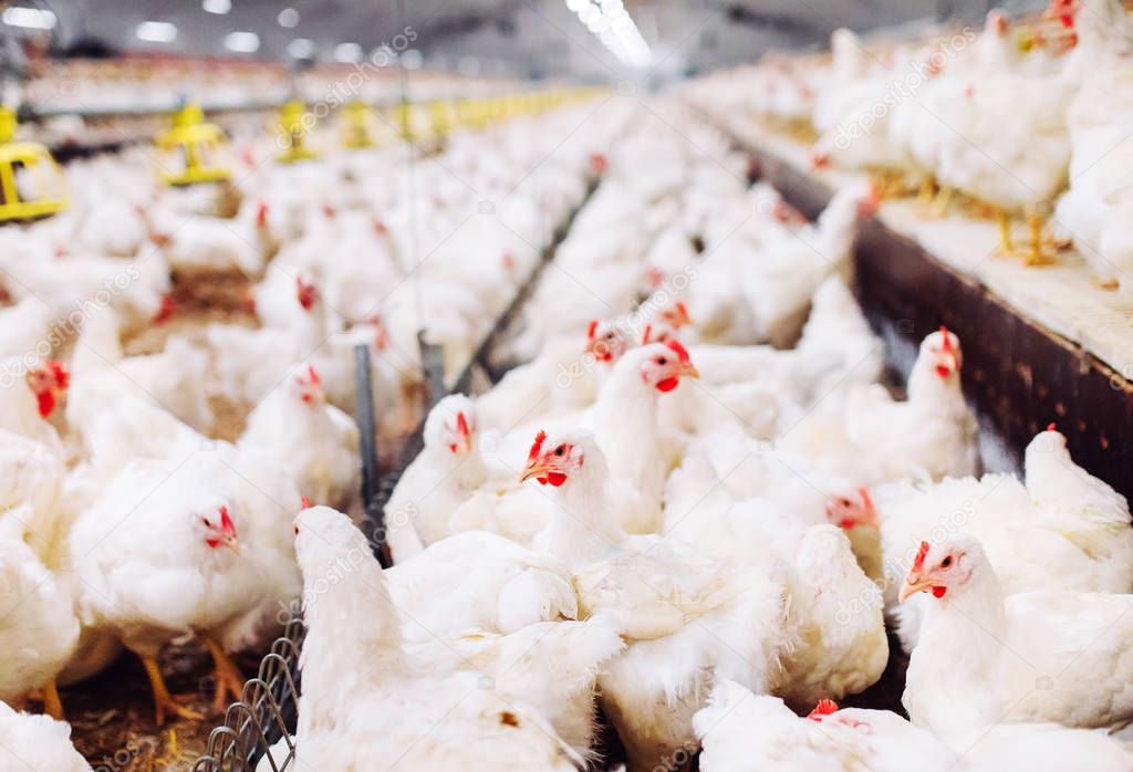 Indoors chicken farm, chicken feeding, large egg production