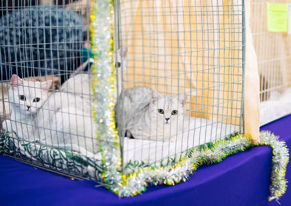 Exposição ou gatos justos. Gatos de Pedigreed em uma jaula . — Fotografia de Stock