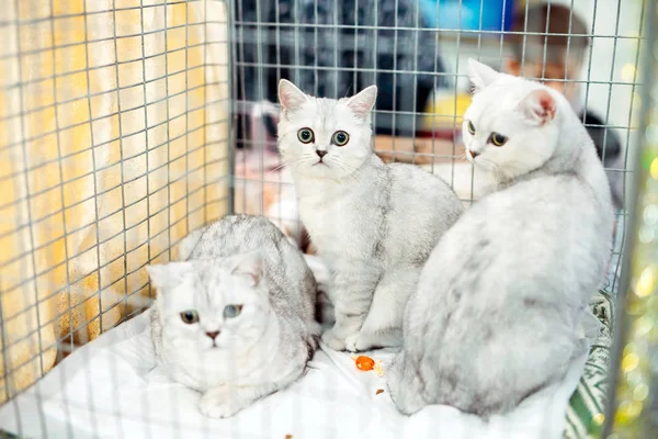 Exposição ou gatos justos. Gatos de Pedigreed em uma jaula . — Fotografia de Stock