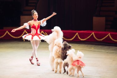 Sirk halkakomik Köpekler Performans.