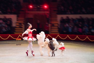 Sirk halkakomik Köpekler Performans.