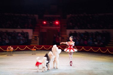 Sirk halkakomik Köpekler Performans.