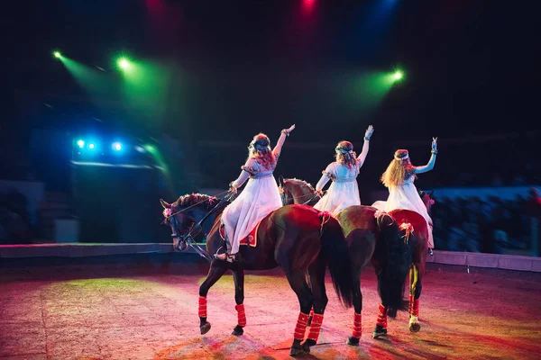 Horses in the circus. Speech horses with trainers on the stage of the circus