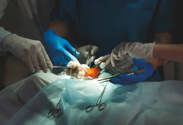 Detalhe de perto de uma cirurgia. Grupo de cirurgiões em trabalho operando em teatro cirúrgico. — Fotografia de Stock