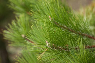 Pine Needles Soyut Arkaplan. Çam dalına iğneler.