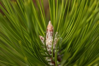 Pine Needles Soyut Arkaplan. Çam dalına iğneler.
