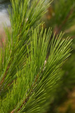 Pine Needles Soyut Arkaplan. Çam dalına iğneler.