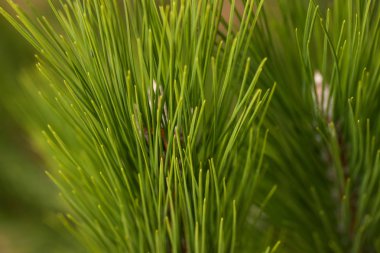 Pine Needles Soyut Arkaplan. Çam dalına iğneler.