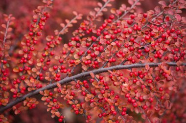 Ormanda bearberry cotoneaster parlak kırmızı meyveleri.