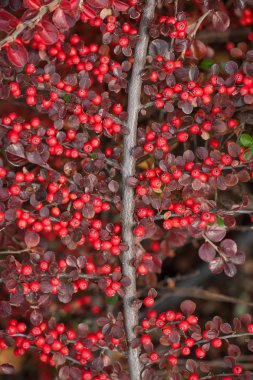 Ormanda bearberry cotoneaster parlak kırmızı meyveleri.