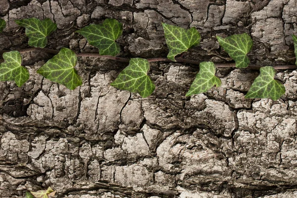 Vävde murgröna på barken på ett gammalt träd. naturlig konsistens, bakgrund, närbild. — Stockfoto