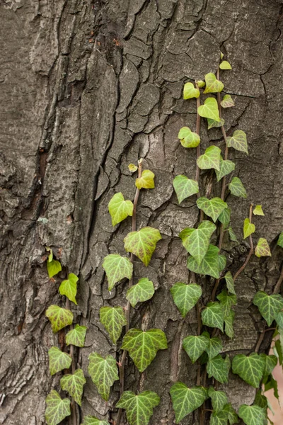 Tecendo hera no latido de uma árvore velha. textura natural, fundo, close-up. — Fotografia de Stock