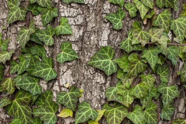 Tisser du lierre sur l'écorce d'un vieil arbre. texture naturelle, fond, gros plan. — Photo