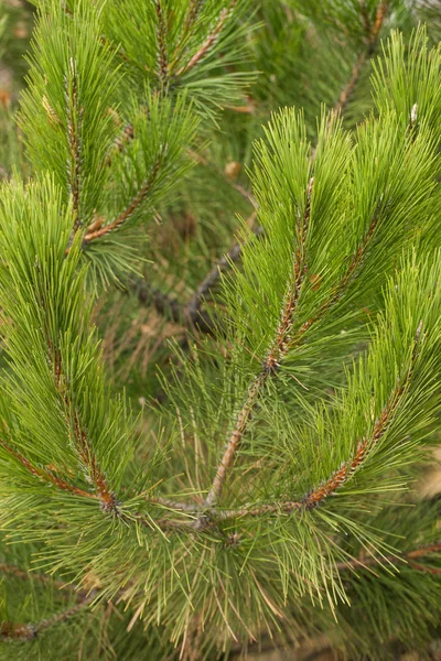 Pine Needles Abstract Background. Jehly na borovicové větvi. — Stock fotografie