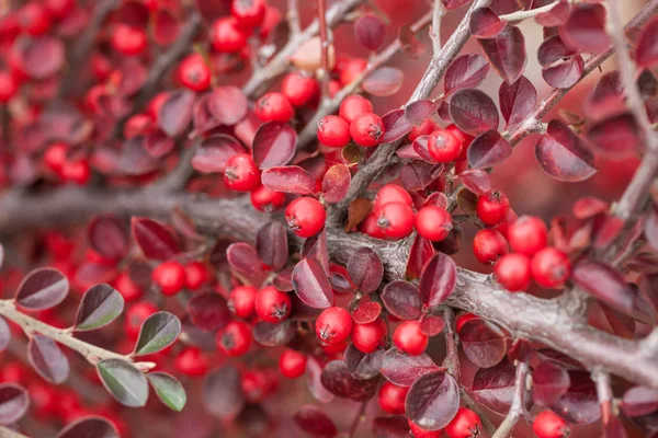 Bright red berries of bearberry cotoneaster in the forest. — Stock Photo, Image