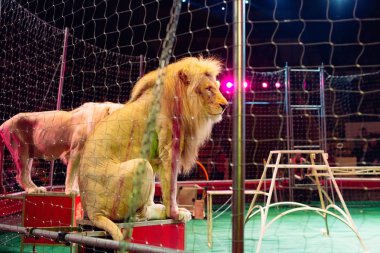 Sirk arenakafesindeki aslan. Sirk arenasında performans.