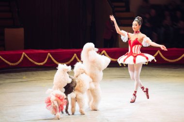 Sirk arenada Köpekler Performans.